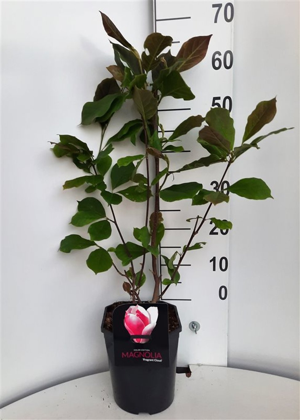 Magnolia denudata Fragrant Cloud - C5 50-60 CM